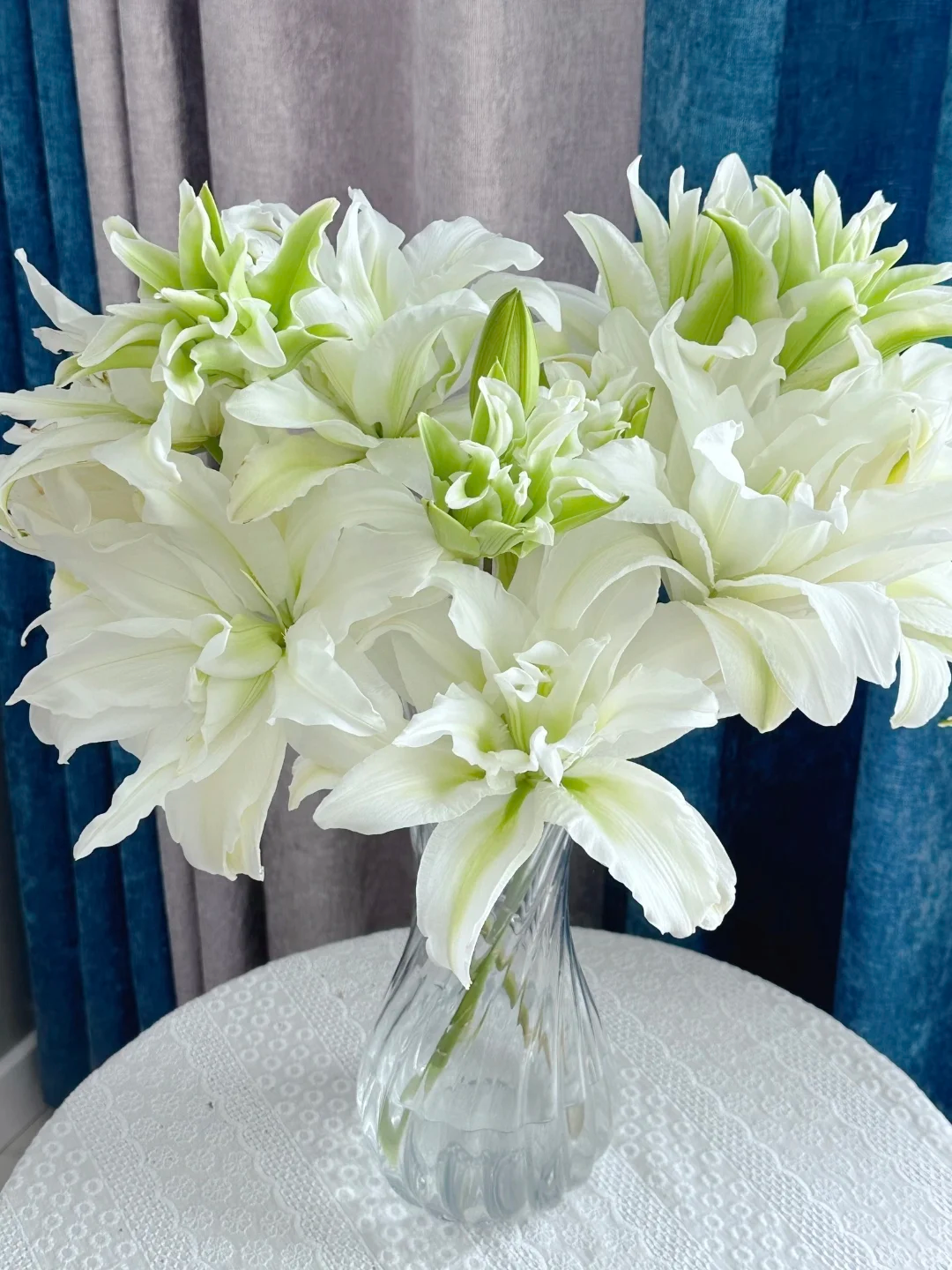 【艾莎重瓣香水百合】花苞发货 收到需醒花 云南爆品鲜花