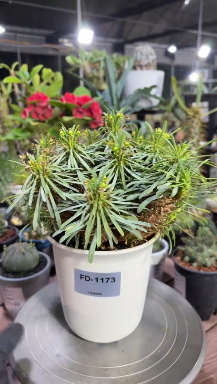 多叶大戟杂FD-1173