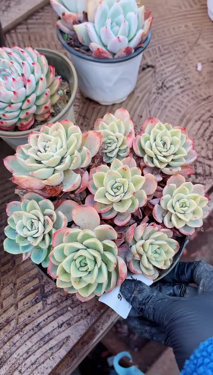 【闪购商品】10116