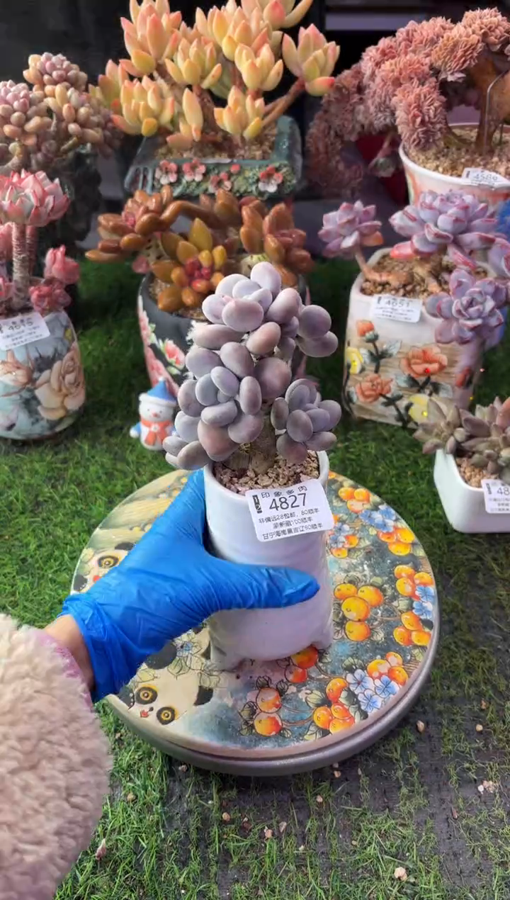 昆明印象多肉4827