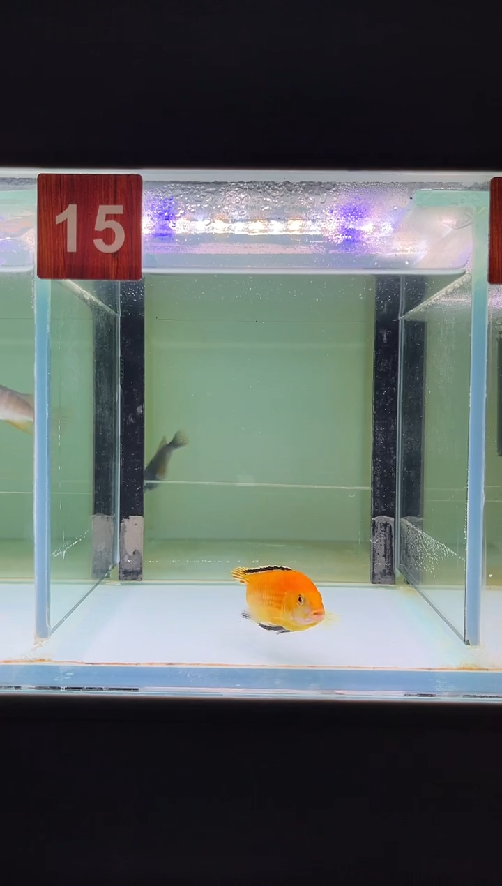 慈鲷鱼人工三湖慈鲷