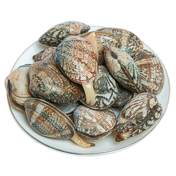 【更大个】鲜活特大花蛤 400g/份（28-38粒）