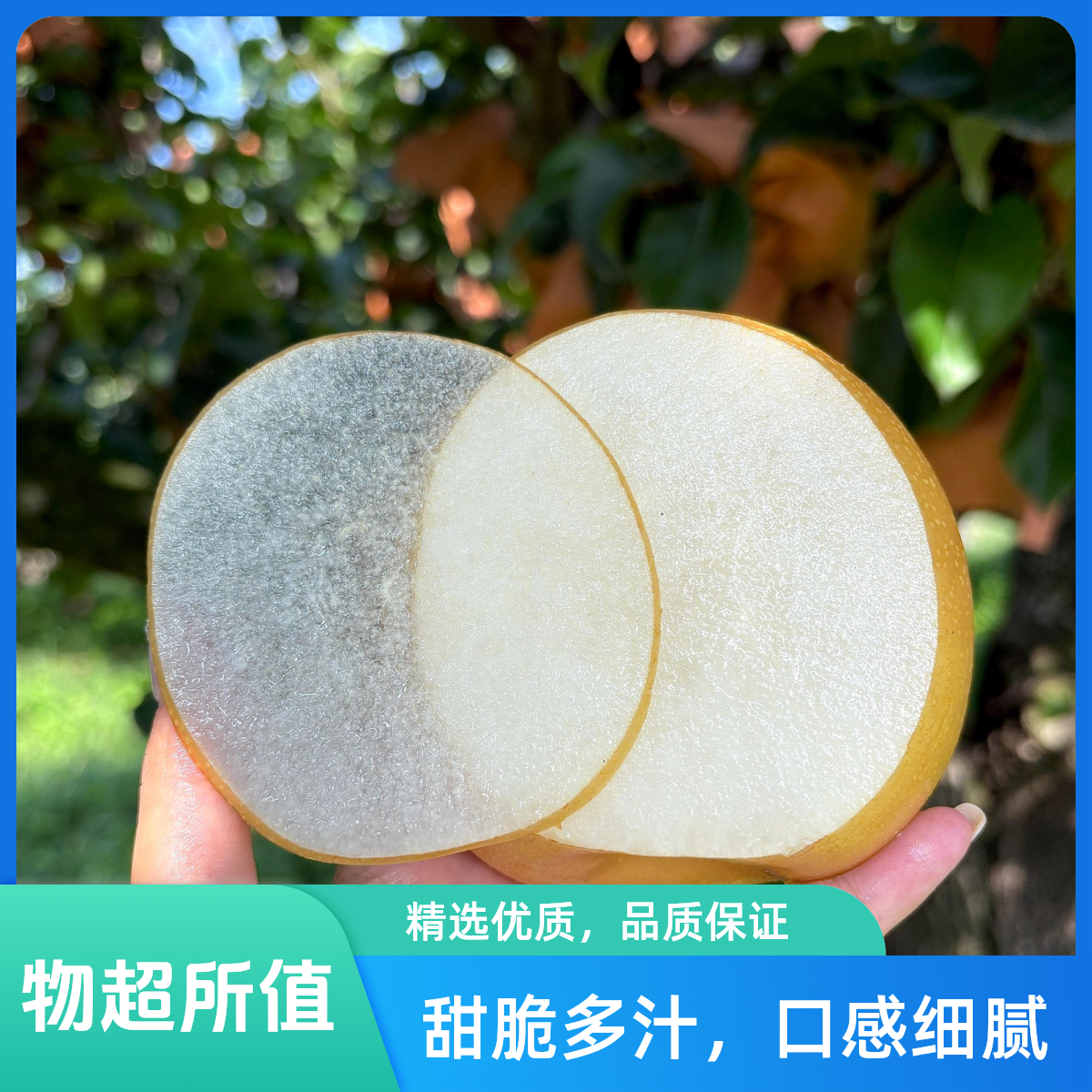 【莱阳秋月梨】正宗山东秋月梨 莱阳秋月梨 脆甜多汁 纯甜无酸 细腻化渣山东省