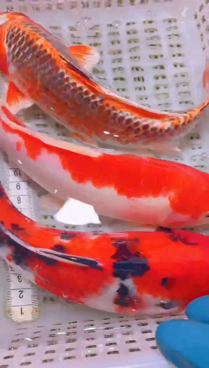 锦鲤冷水观赏鱼全场包邮102