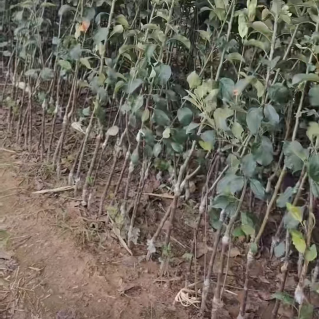 矮化青砧.M9.M26众成富士瑞雪秦冠嘎啦各种苹果苗专拍