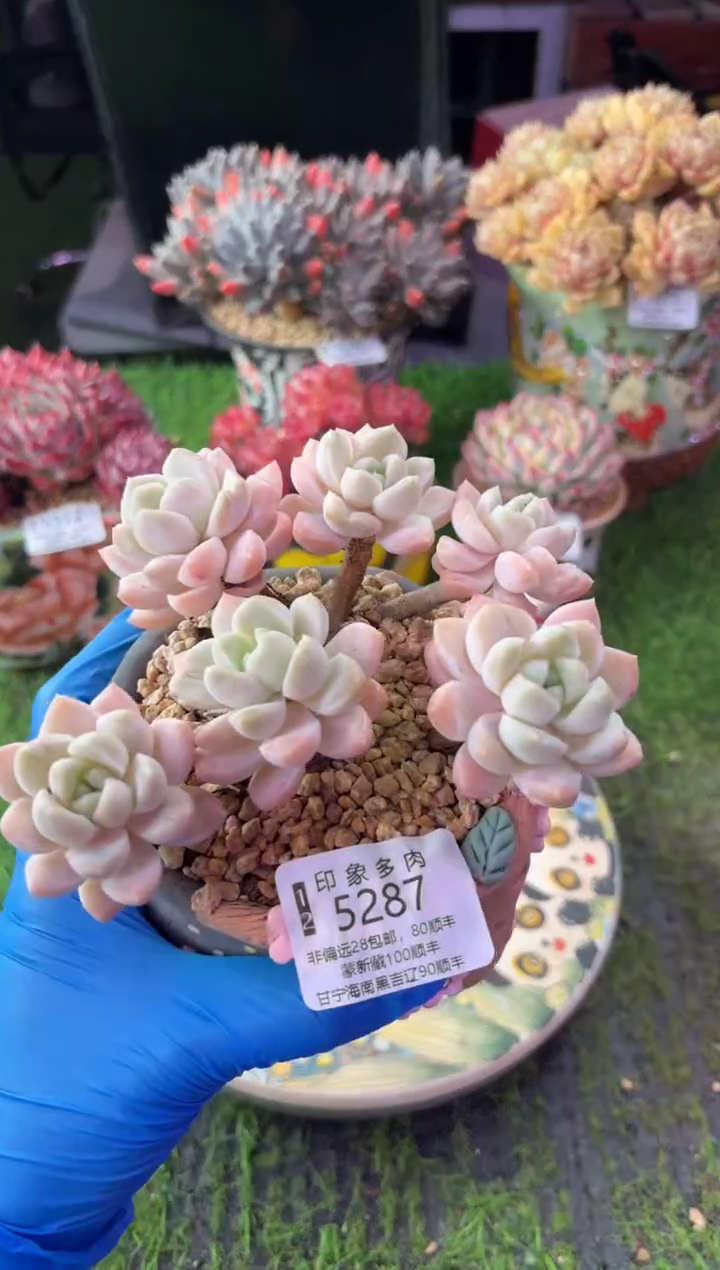 昆明印象多肉5287