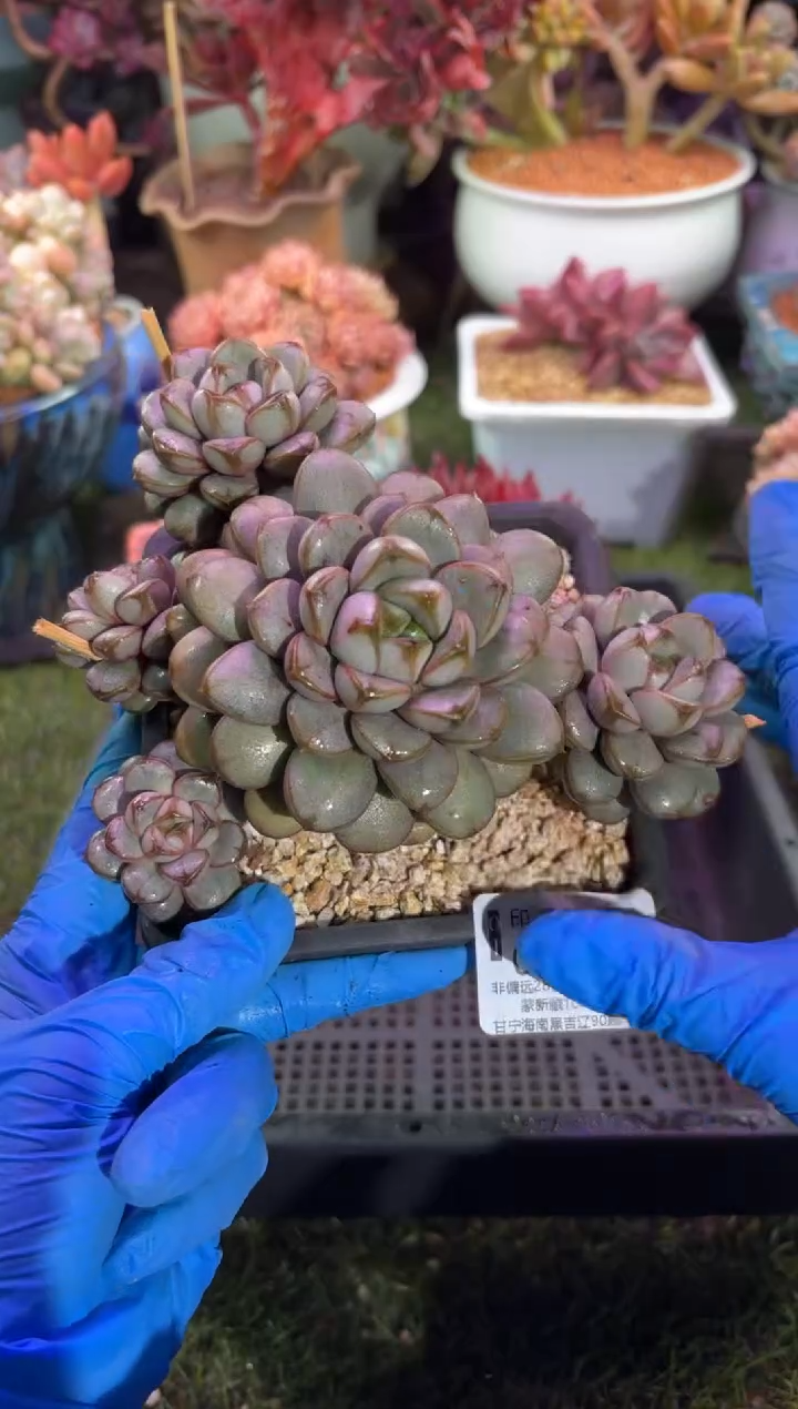 【闪购商品】08194