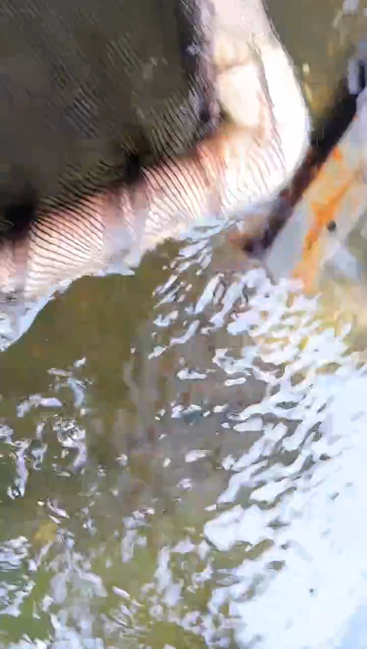 金鱼大**龙水娃娃观赏鱼兰寿金鱼  不包邮