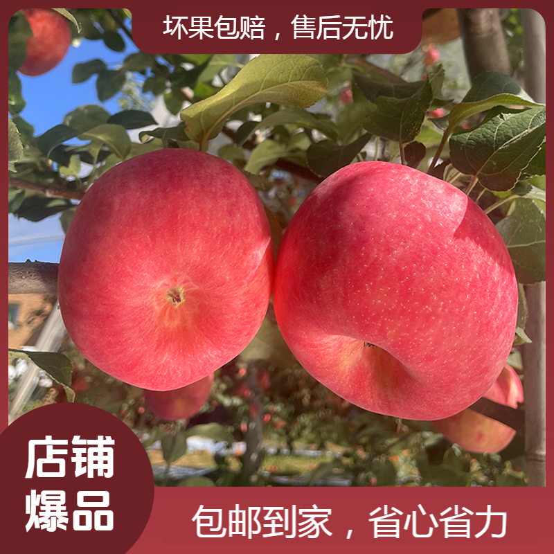 陕西洛川秦脆苹果当季水果6-20枚皮薄汁多脆甜爽口酸甜礼盒装包邮