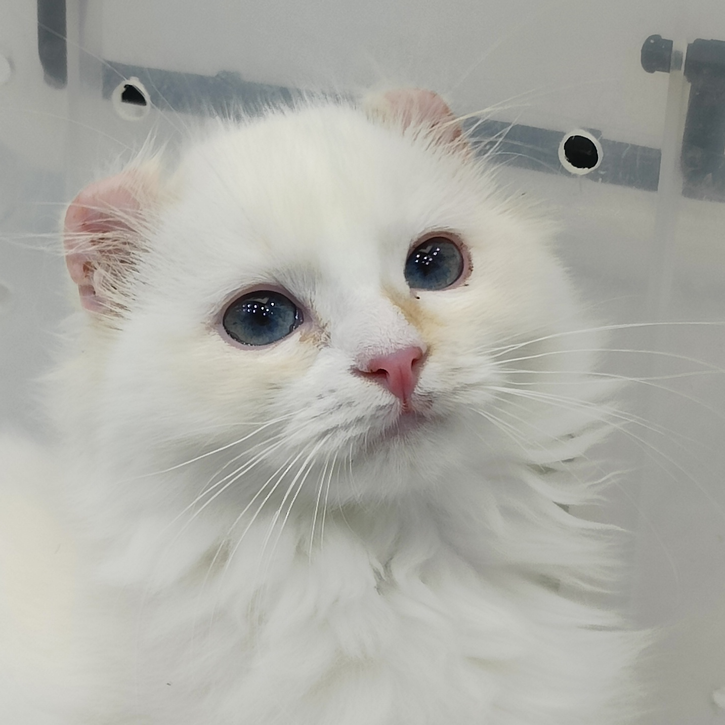 来了姊妹-红重点 美国卷耳猫 弟弟 3