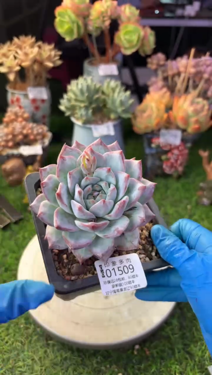 昆明印象多肉01509