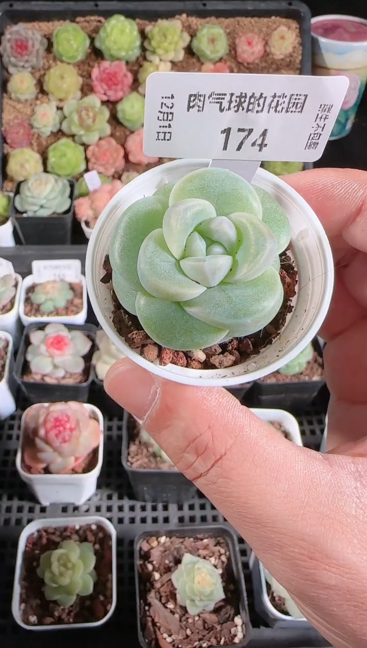  1201-174云璃多肉群生不包整