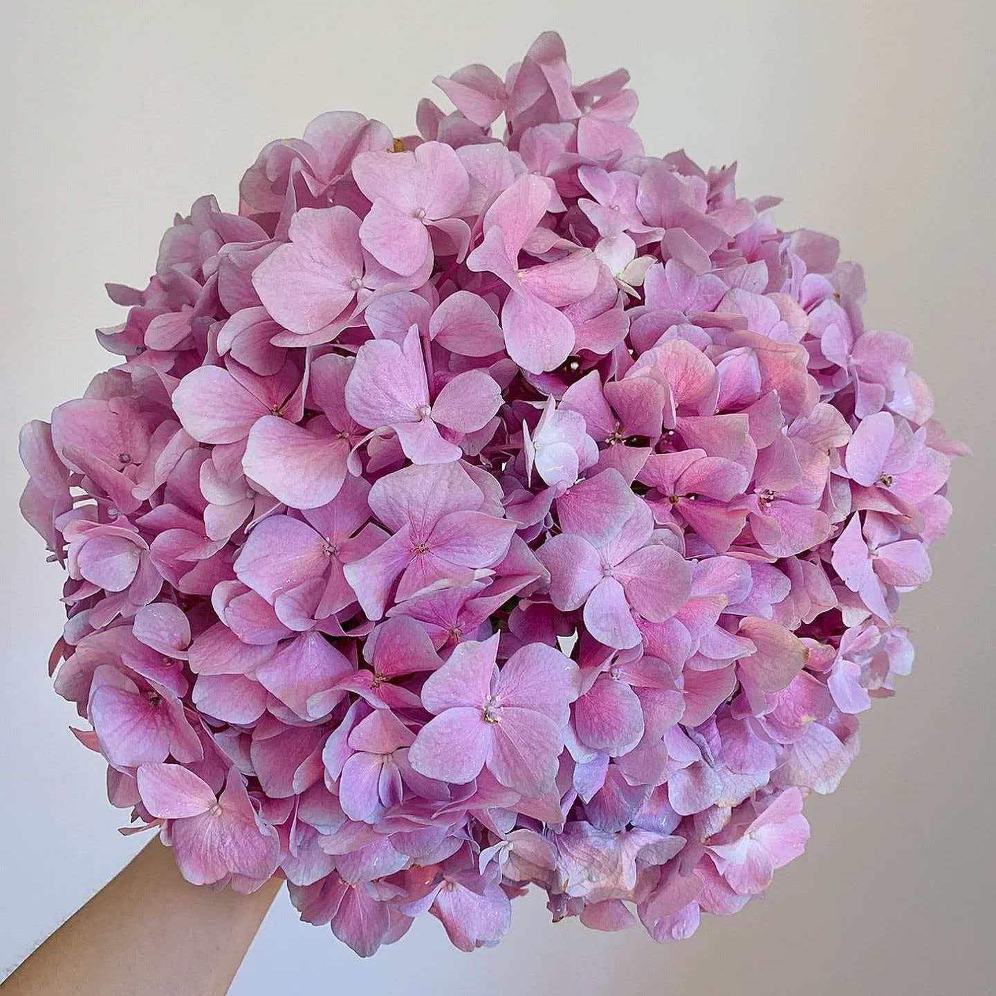 【绣球花】一单也包邮  鲜花  渐变色 云南直发