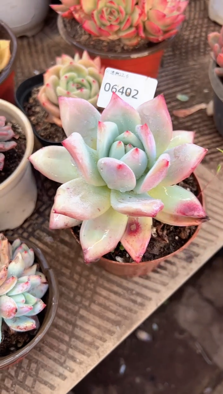 春***光阿迷洲多肉花卉06402