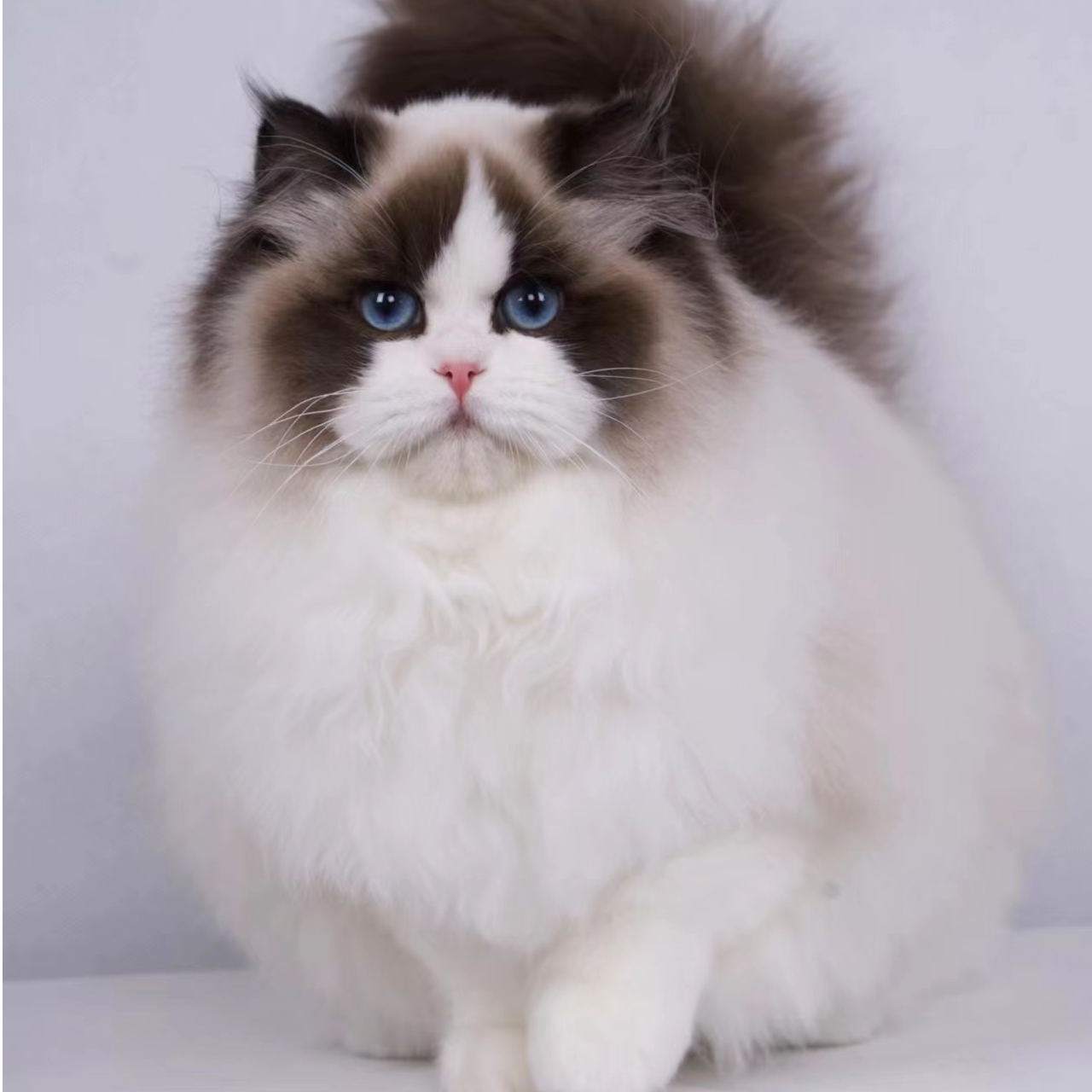 甜美布偶猫定金专属连接