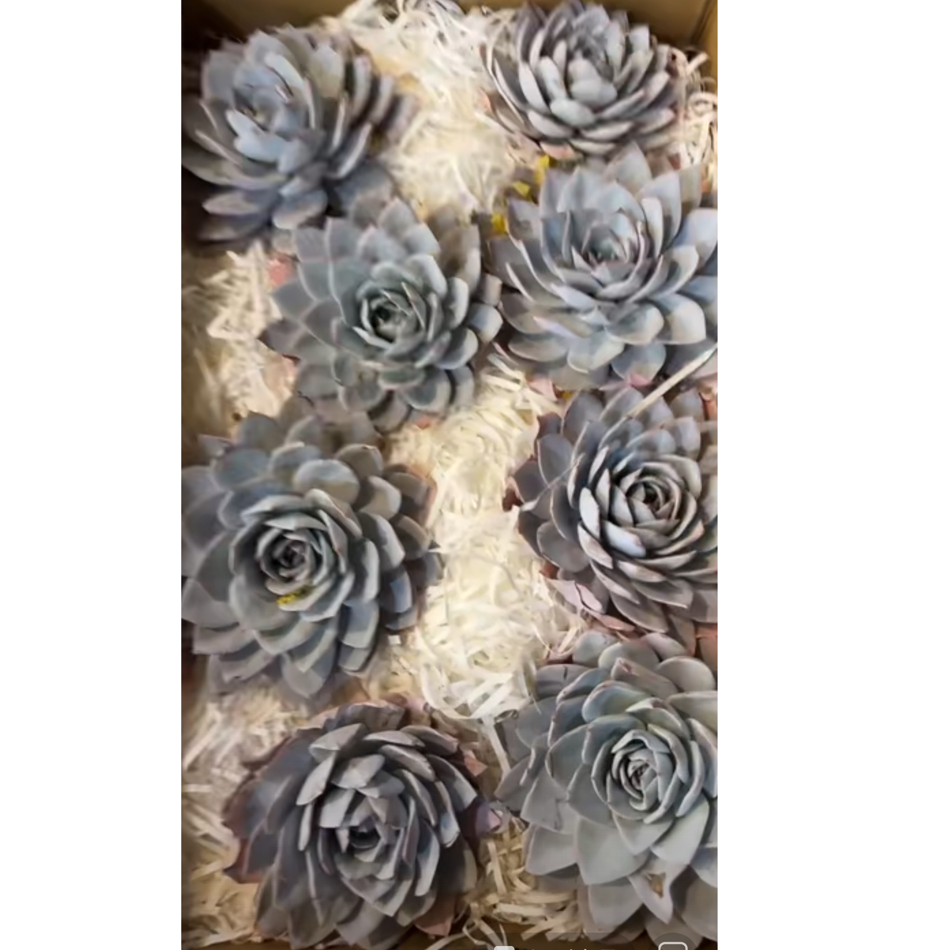 植迷园艺多肉植物12月28日白莲单头