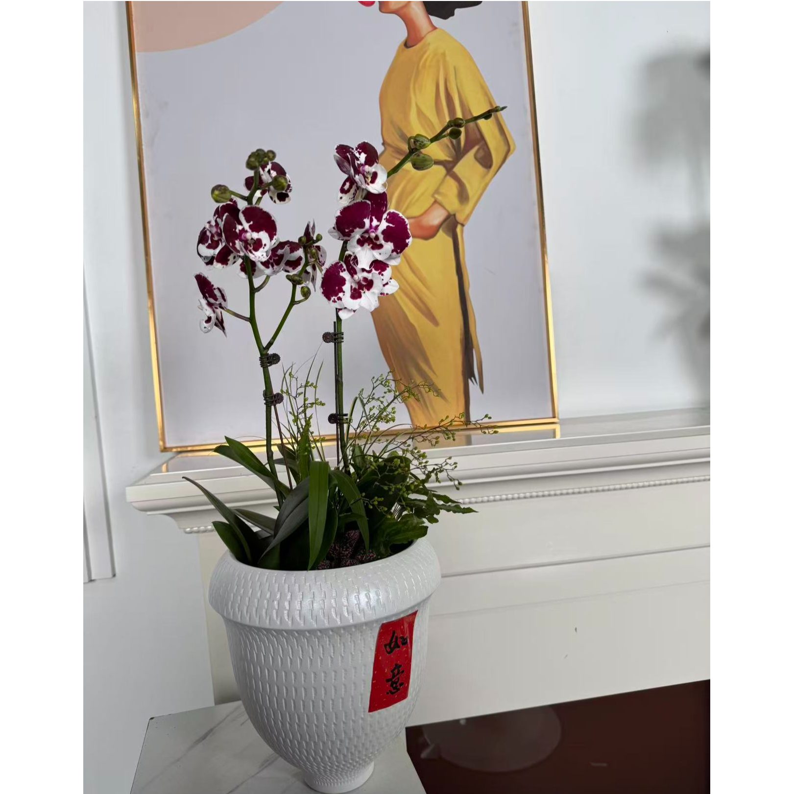 蝴蝶兰福蝶迎春系列（一物一拍，不含盆）