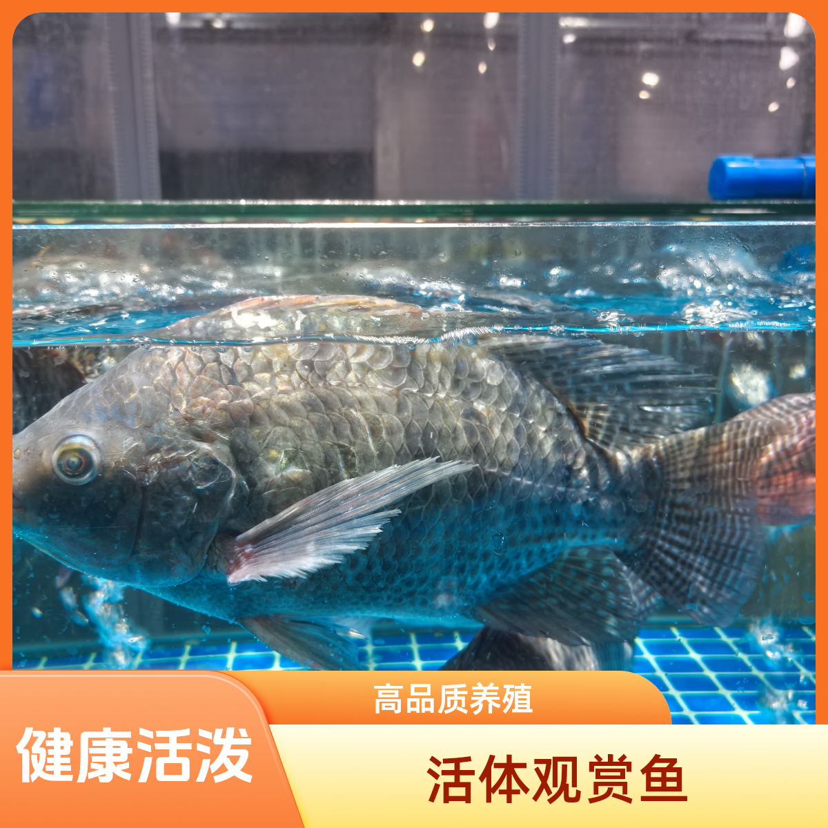 《鲜活》罗非鱼福寿鱼海鲫鱼4条5斤到6斤默认杀好发货