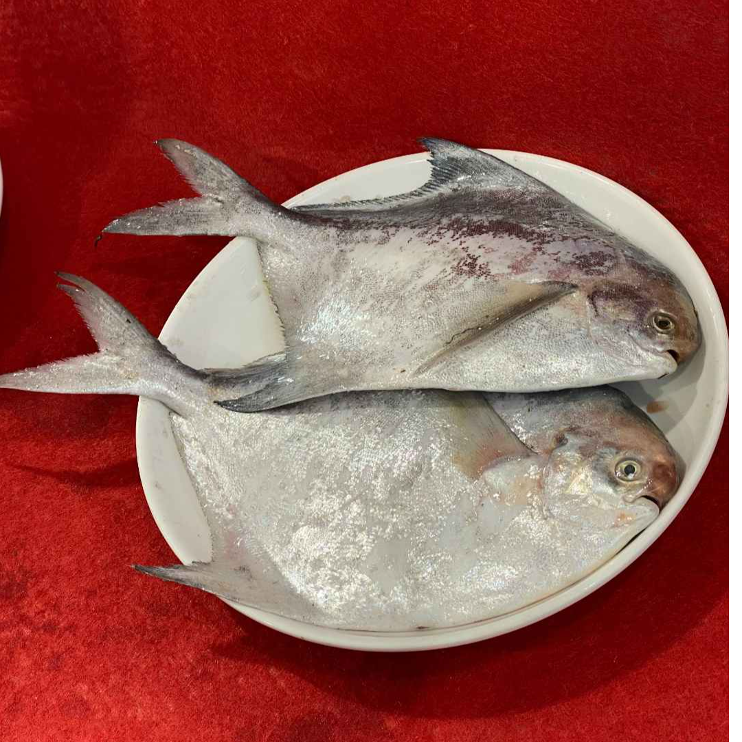 高端精品小网鲳鱼现场捕捞当天发货