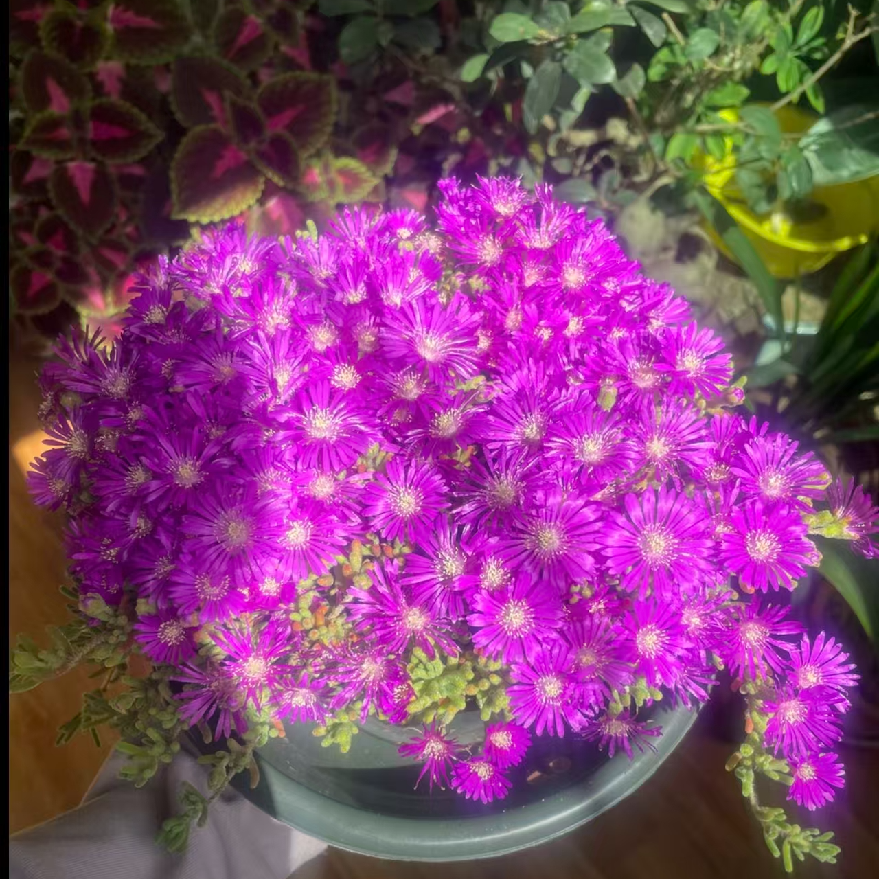 荧光兔枝干番杏 （多肉植物）喜水喜阳光不喜干燥 番杏科植物