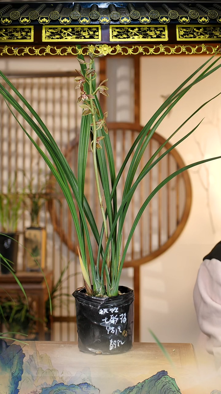 全部花苞秋榜七彩梅4苗带花