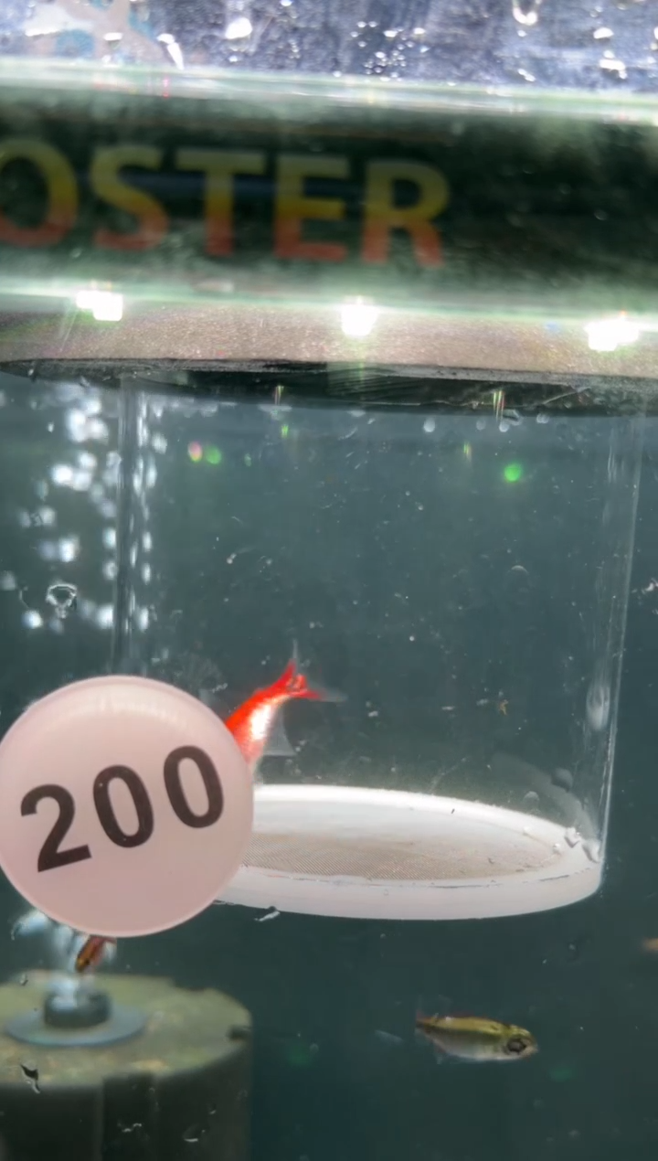 灯科鱼不****歌【200】白金红月可卡