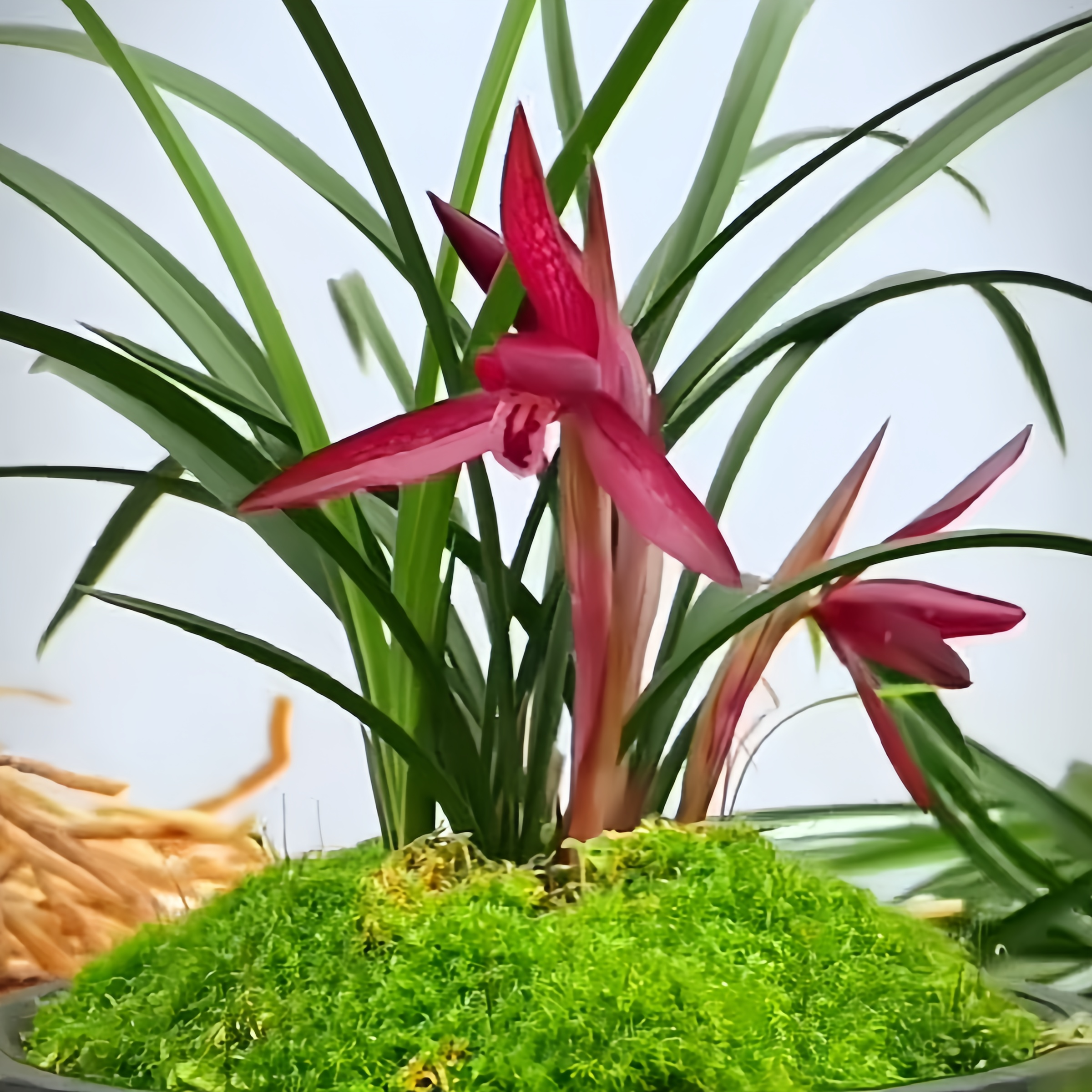 【春兰-红韵】古道兰艺高山国兰 易养活无温室阳台养兰