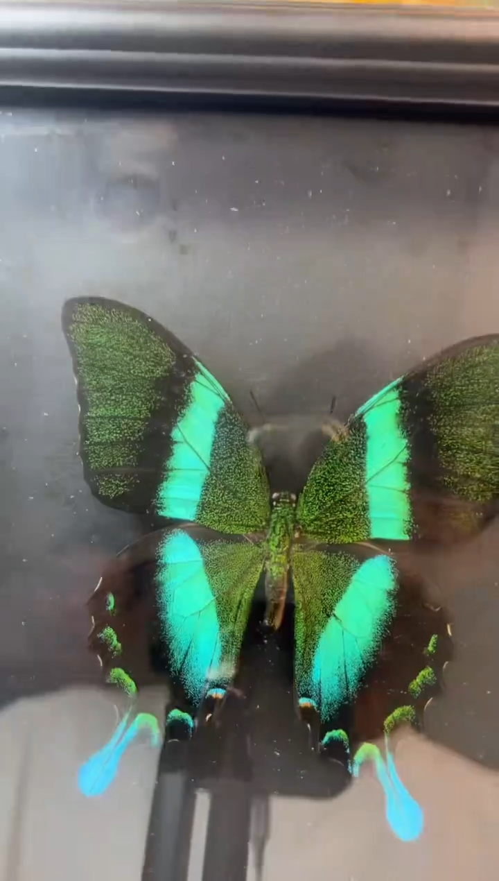 工艺赏玩器物茶宠摆件把件卡单拉黑部分非全新品介意勿拍