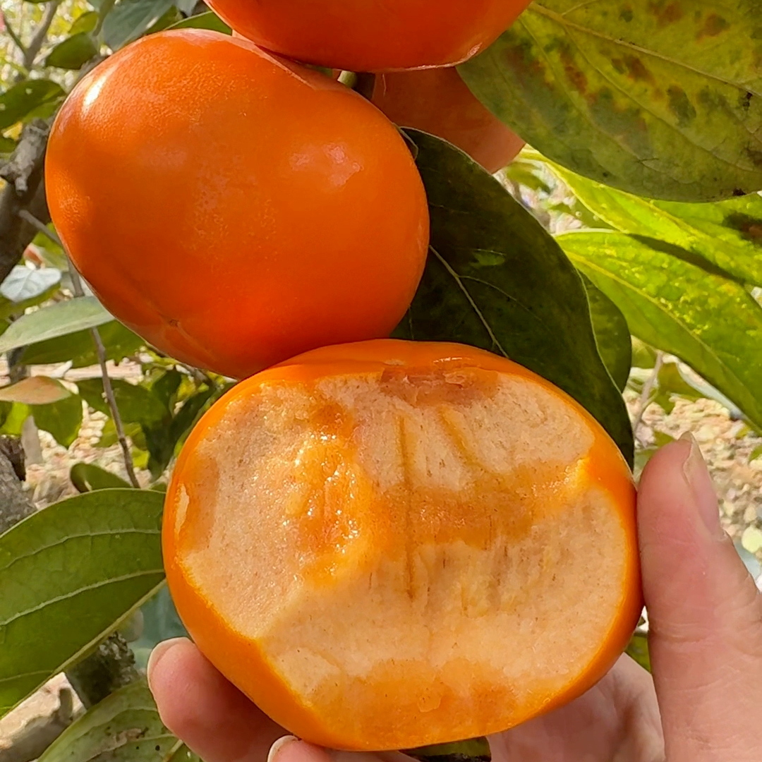 上新！本地新鲜应季甜脆柿当季水果！