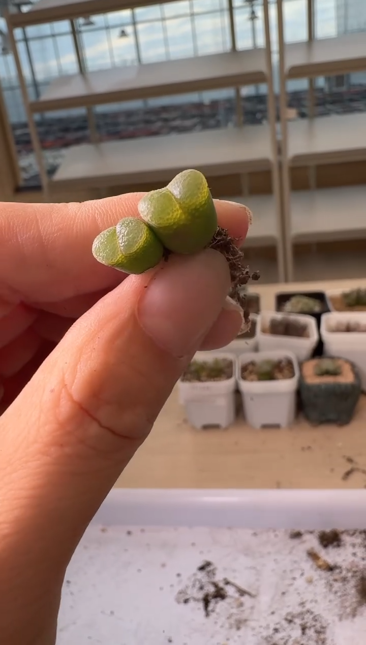 24-251多肉植物肉锥香蕉