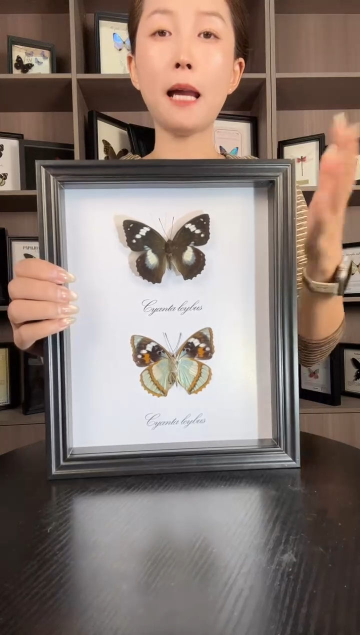 实木竖款白斑迷蛱蝶（蝴蝶装饰画10寸框）