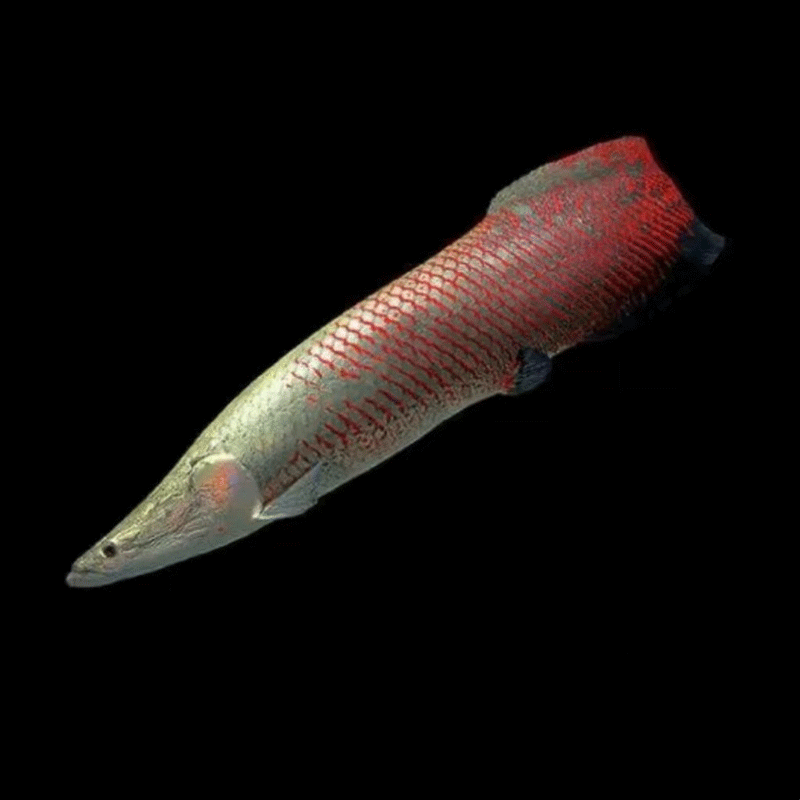 巨骨鱼舌鱼大型观赏鱼红尾爆花巨骨人工饲养活体热带观赏鱼