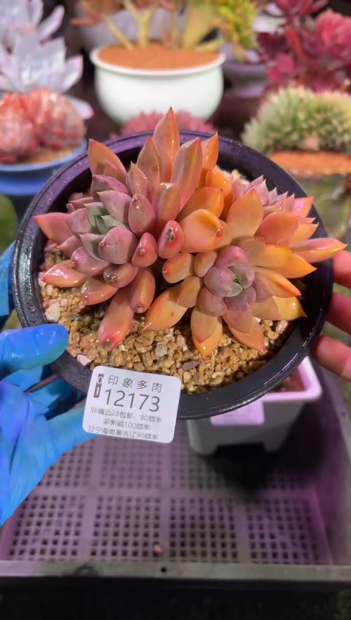 【闪购商品】12173