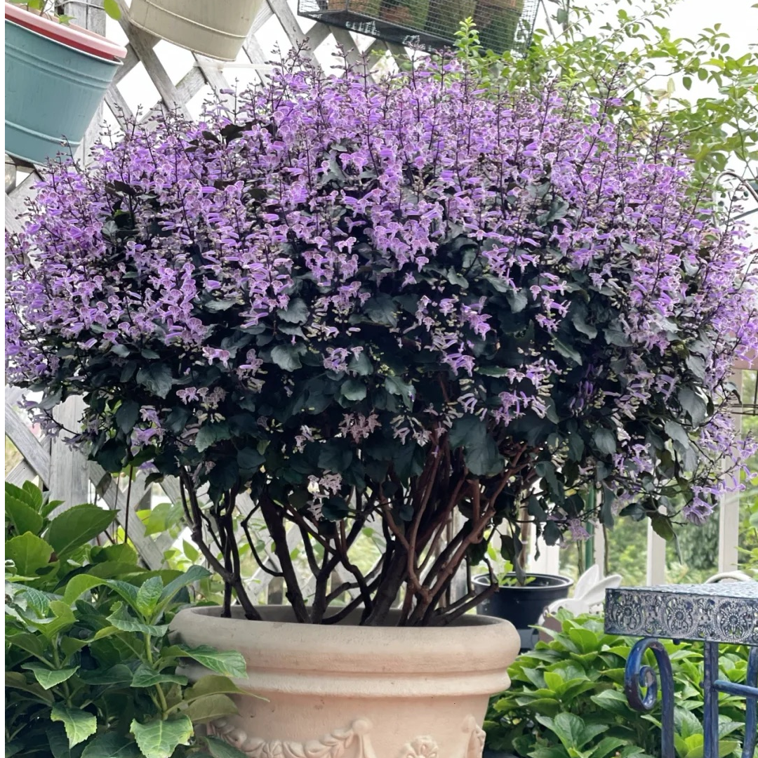 【莫奈薰衣草】开花机器花期长好养活低维护北阳台室内外盆栽