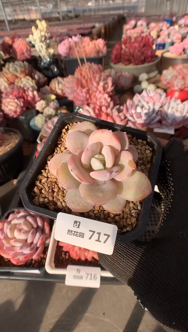 171奶茶多肉植物一物一拍