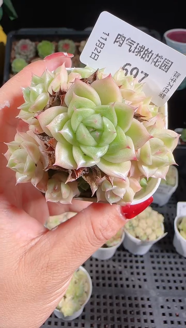 1102-697麦秆群不包整