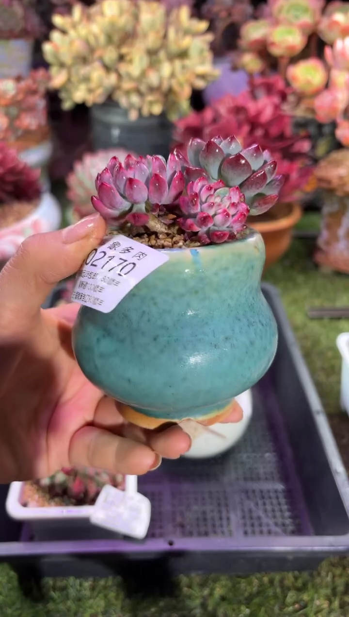 【闪购商品】02170