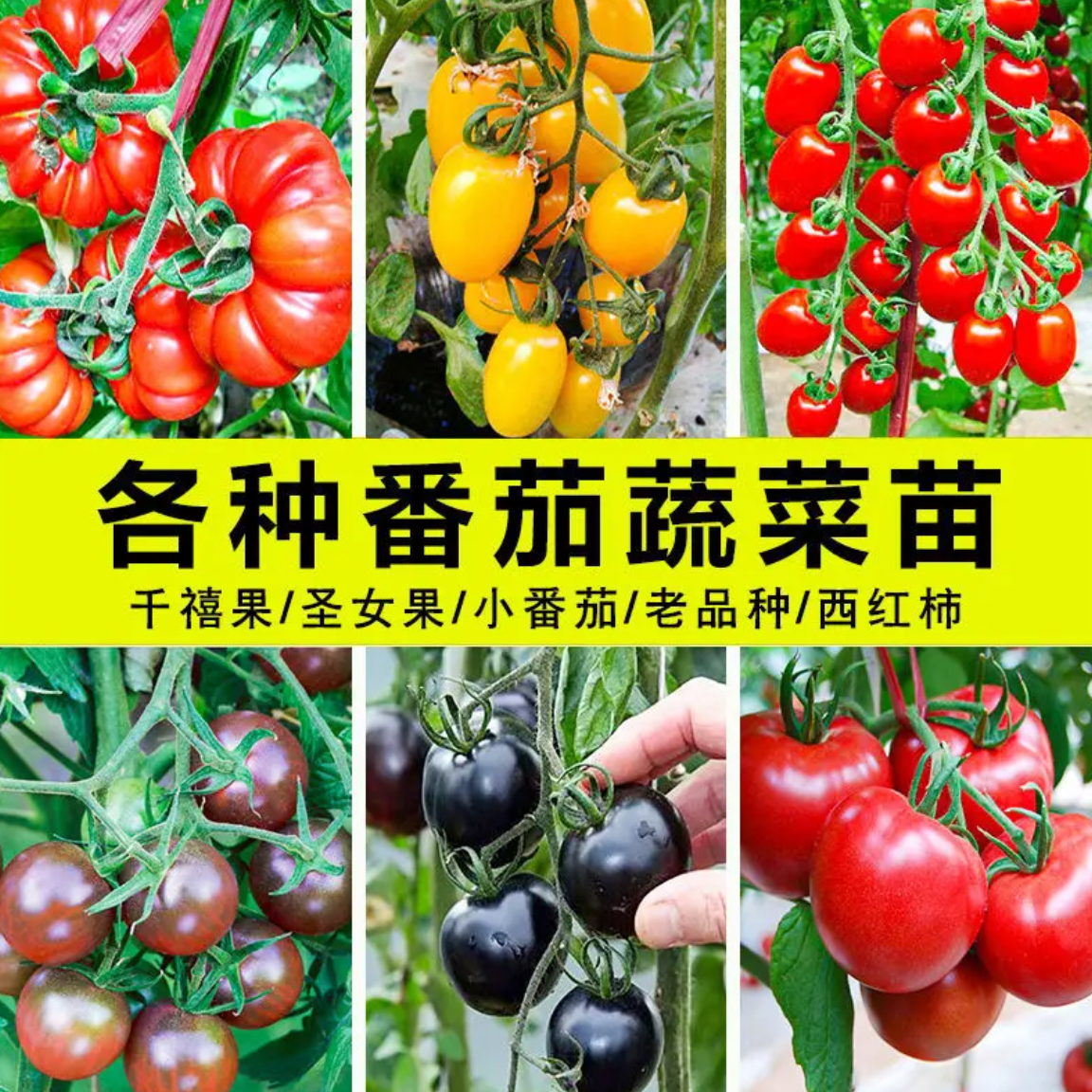 寿光苗场圣女果千禧黄黑珍珠大毛粉草莓番茄苗场直发