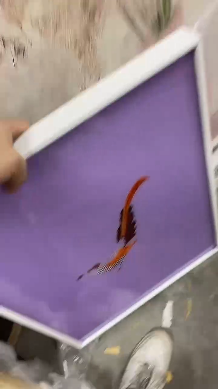 树***莺仓库清货 默认瑕疵 完美主义者慎拍