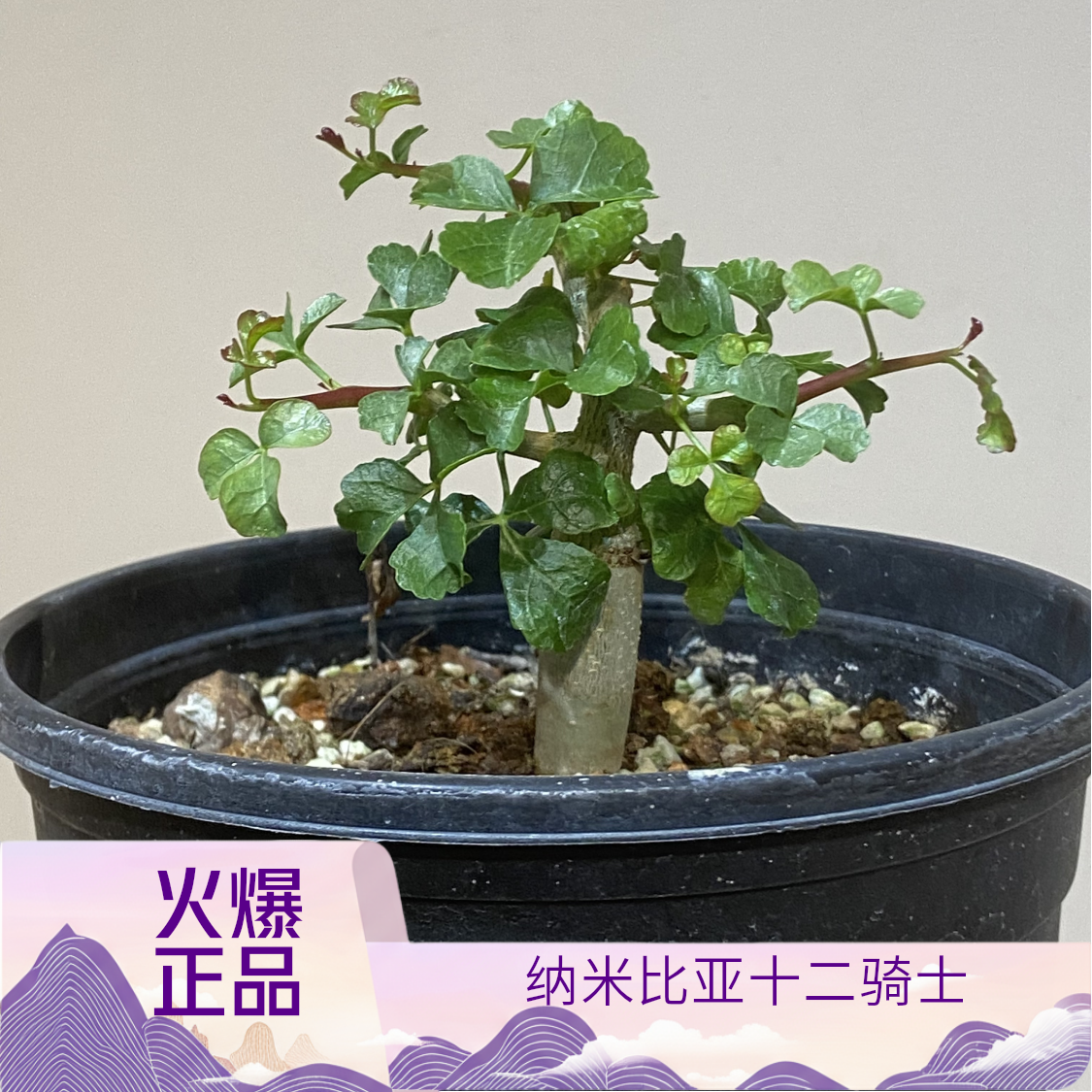 纳米比亚十二骑士之首  好望角（又叫开瓶器）commiphora capensis 