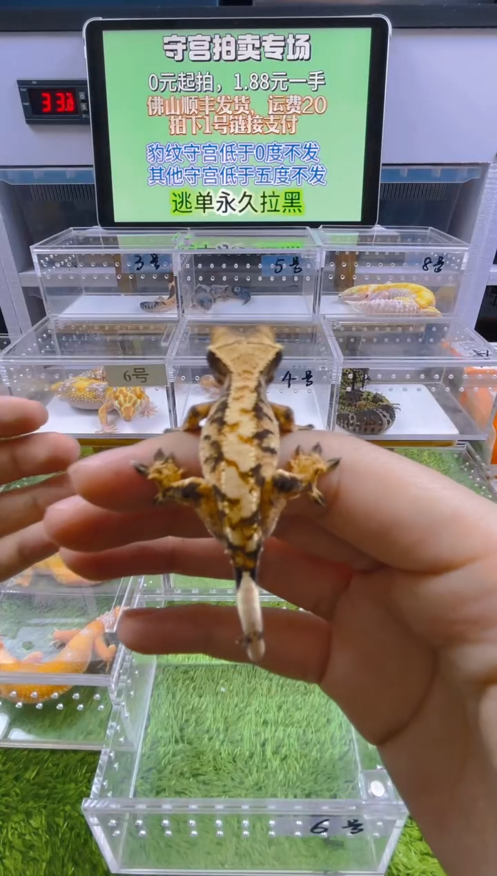 豹纹守宫可爱温顺好玩守宫迷人