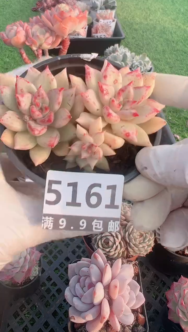 【闪购商品】信福多肉一物一拍