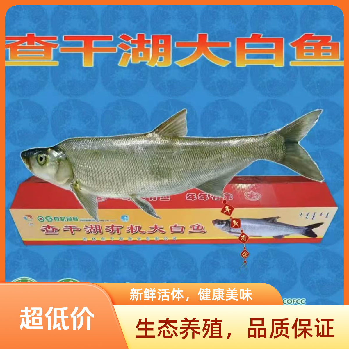 正品查干湖有机大白鱼