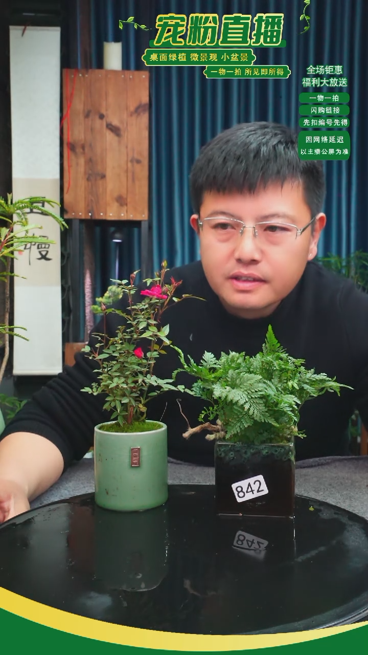 无花朵玉**?苔藓微景观842号