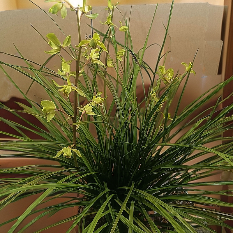 精品春兰蕙兰盆栽花卉兰花浓香兰草苗好养易活卧室四绿植物九头兰