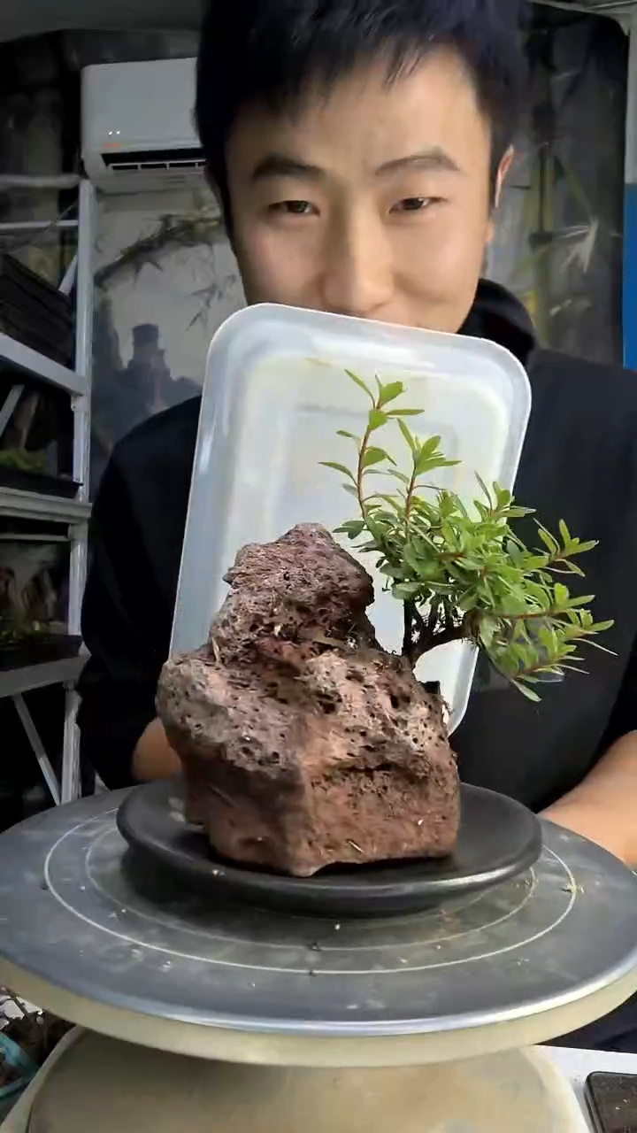 彩***记中青园艺一物一拍花171