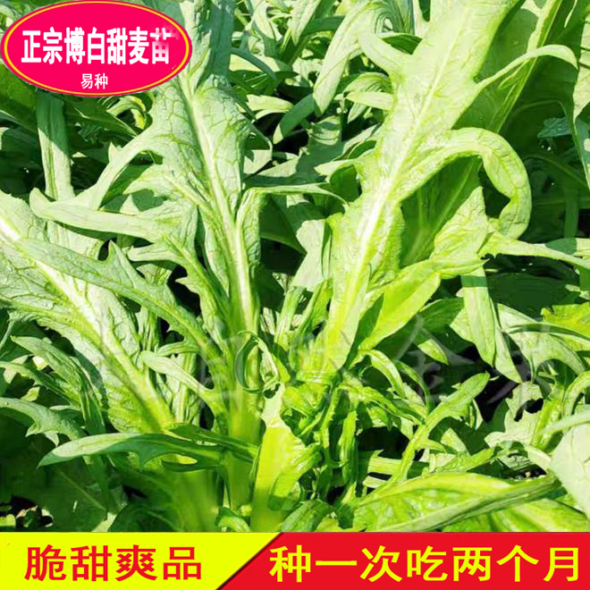 广西博白花芽甜麦菜花叶开丫甜麦菜软脆甜口庭院阳台四季蔬菜种苗