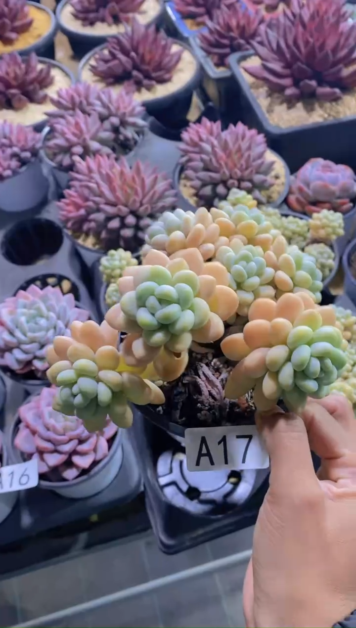 京*A17-洛可可（专拍）