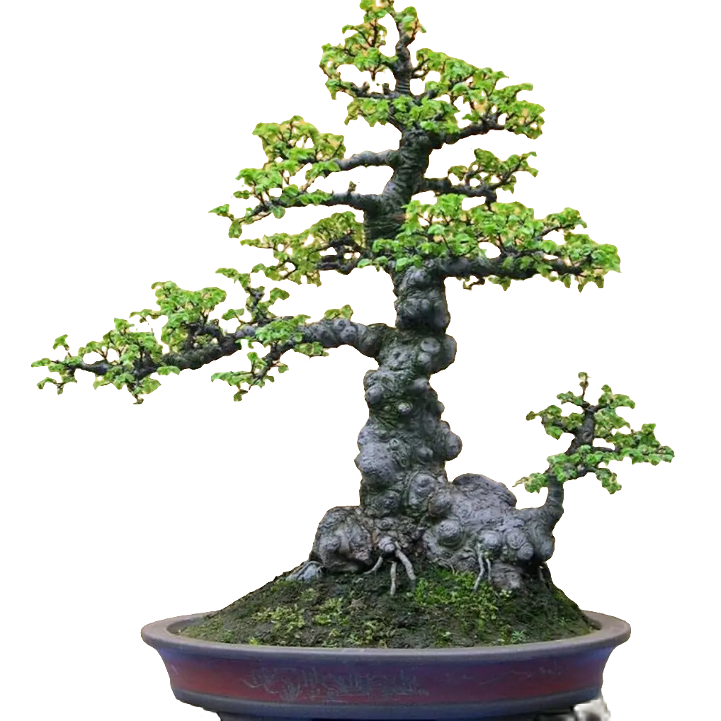 小叶榔榆，黄栌，黄荆盆景等