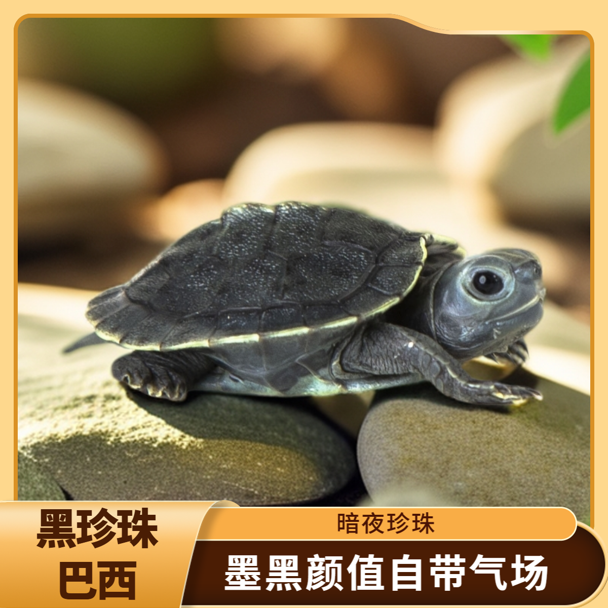 黑巴 暗夜珍珠 低调酷感“小黑侠”
